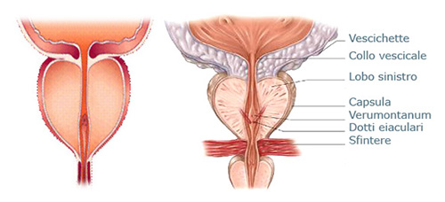 Prostata | Anatomie si fiziologie